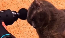 动物搞笑短视频,动物界的喜剧之王